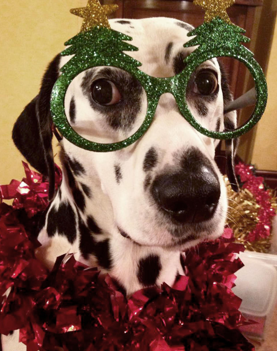 A dalmatian sports Christmas tree glasses and red garland in this adorable snapshot for Photobox’s “paw-some” Christmas gallery! (Photo: Photobox/Caters News)