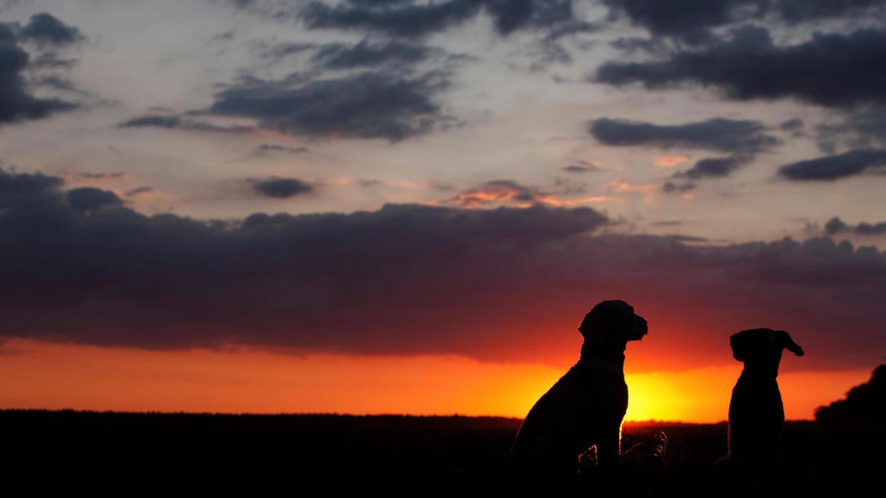 2 Portuguese water dog silhouetted against sunset