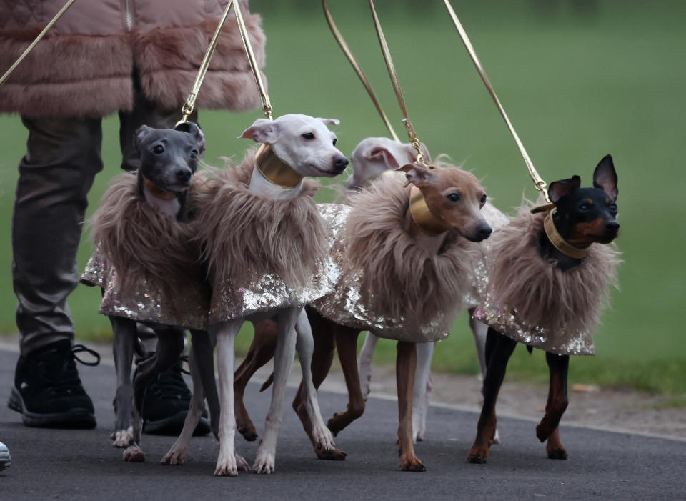An owner arrives with her Italian Greyhounds on the first day of the Crufts dog show in Birmingham, Britain, March 7, 2024. REUTERS/Phil Noble