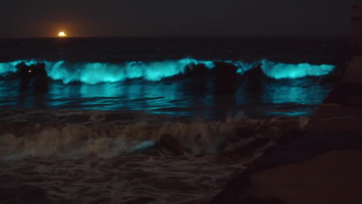Magnificent bioluminescent waves in Los Angeles will leave you in