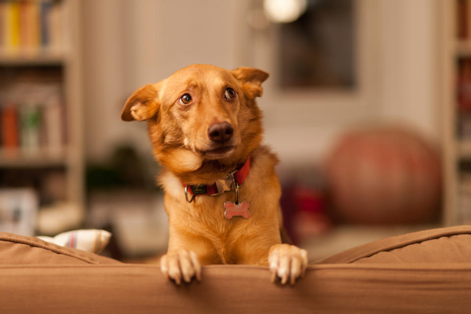 Was machen diese Menschen da denn nur? Das könnten sich Hunde manchmal fragen, doch die seltsamen Handlungen einer Frau in einem viralen Video entpuppen sich als cooler Trick (Symbolbild: Getty Images)