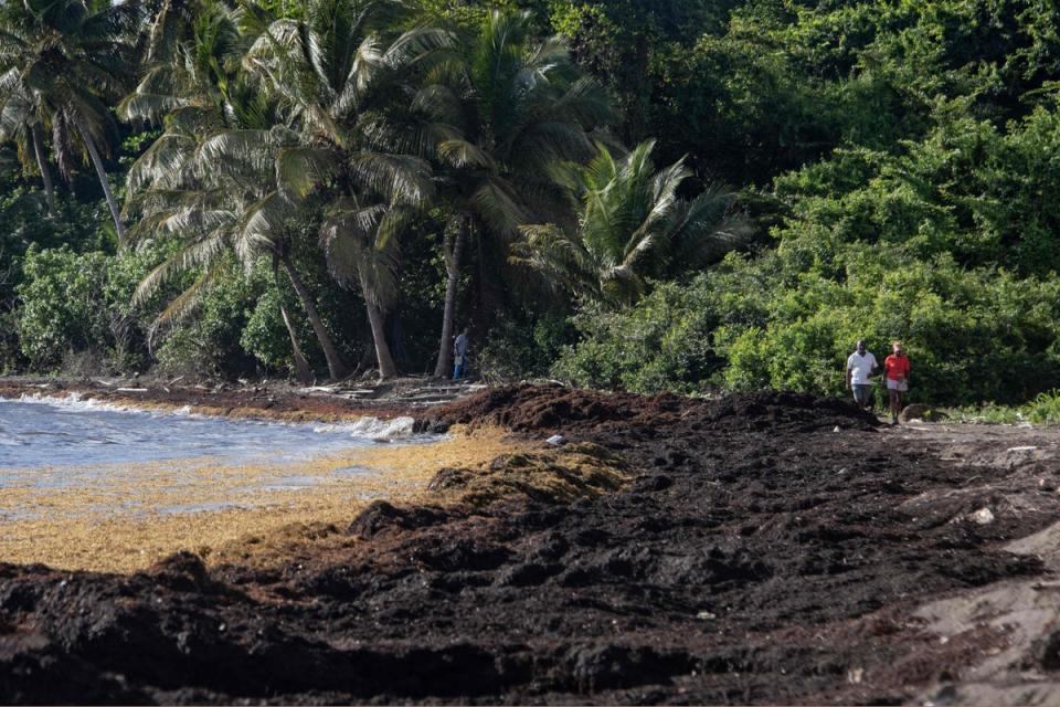 People walk along a beach past live (brown) and dead (black) sargassum washing ashore in Petit Bourg, in the French Caribbean island of Guadeloupe on April 16, 2023 (AFP via Getty Images)