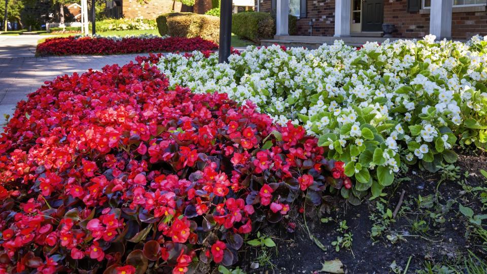 red and white begonia