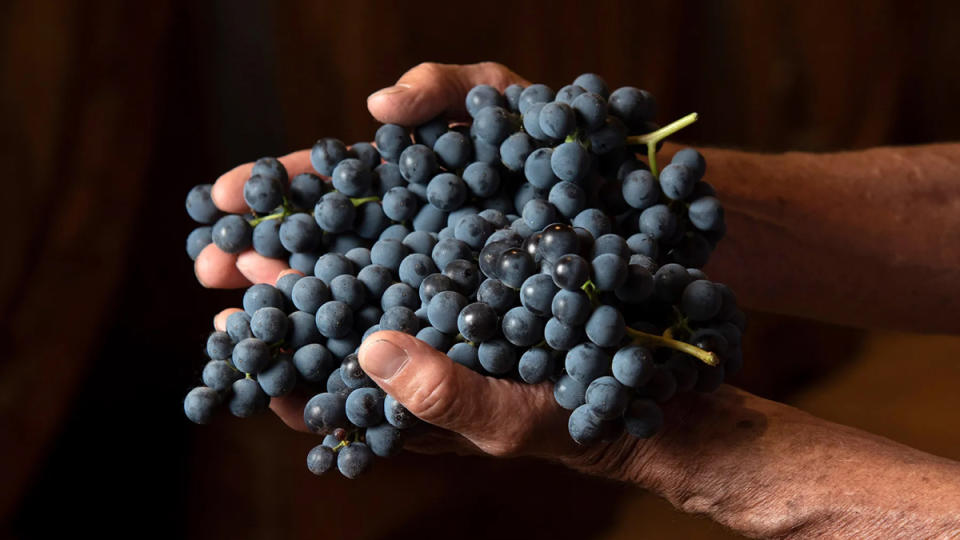 nebbiolo grapes