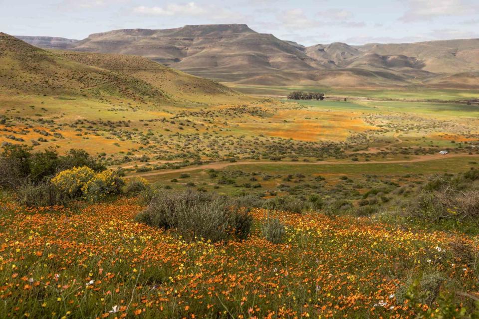 <p>Greta Rybus</p> "Set between the Biedouw and Tra-Tra mountain ranges, Biedouw Valley is home to flame-colored daisy subspecies, from golden mountain marigolds to reddish beetle daisies," says Greta Rybus.