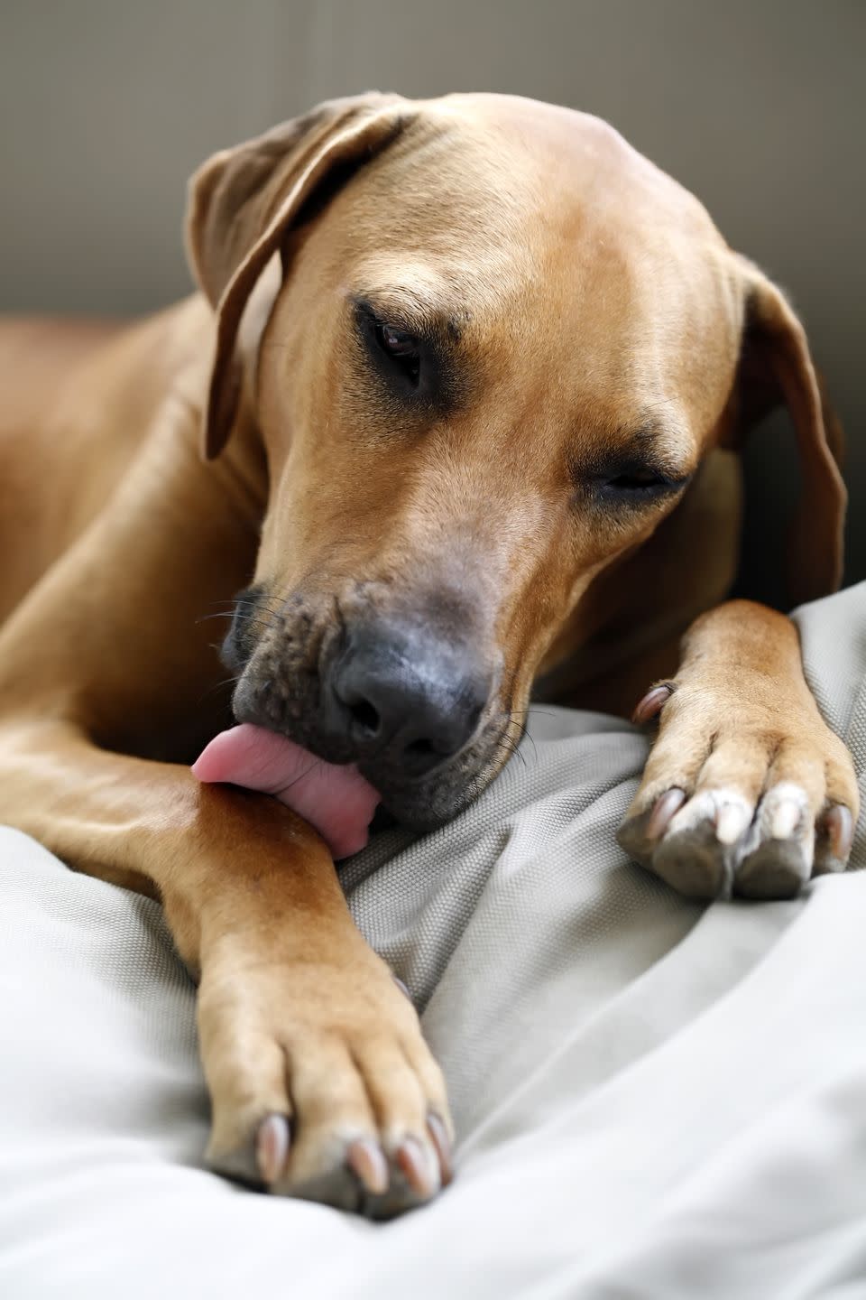 dog licking its paw