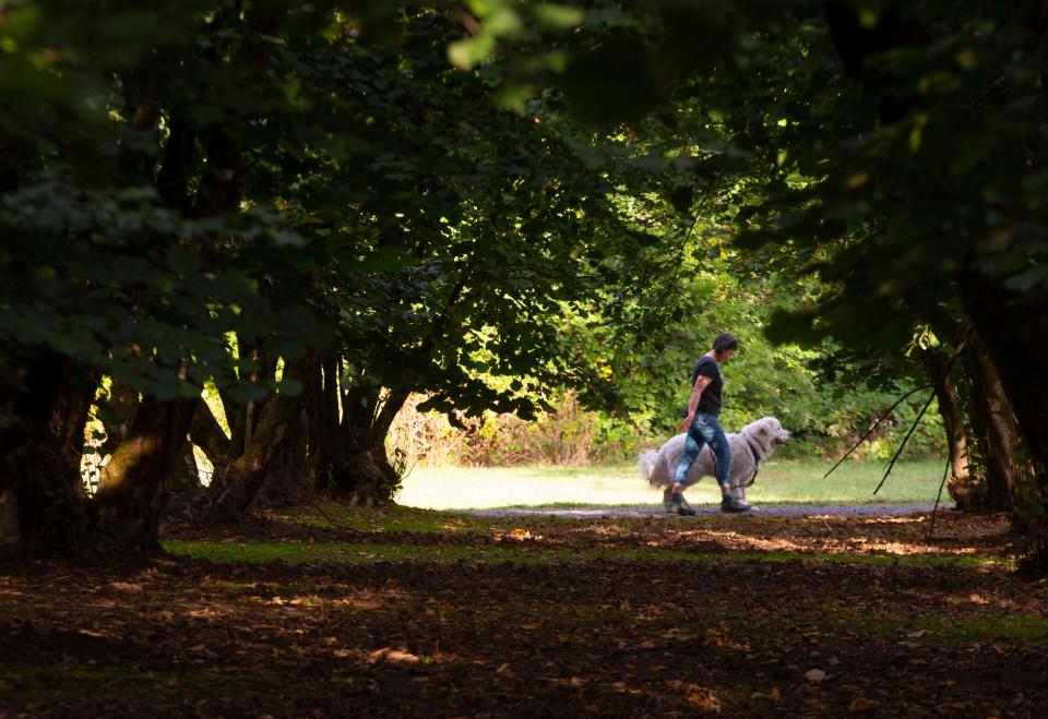 A visitor to Dorris Ranch in Springfield walks her dog past a filbert orchard on the park grounds.