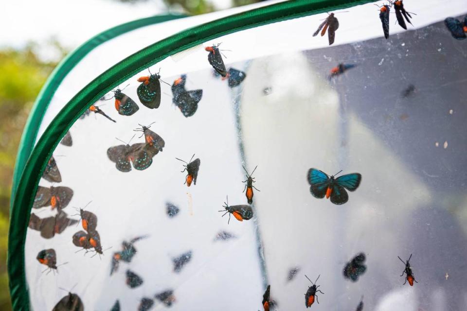 Atala butterflies are held in an insect cage outside of Zoo Miami’s butterfly bunker before their release on Thursday, June 20, 2024 in Miami, Fla.