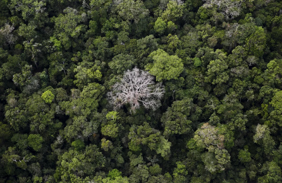 Vista aérea da Floresta Amazônica próximo de Porto Velho, Rondônia, em 3 de setembro de 2015 (Foto: Reuters / Nacho Doce)