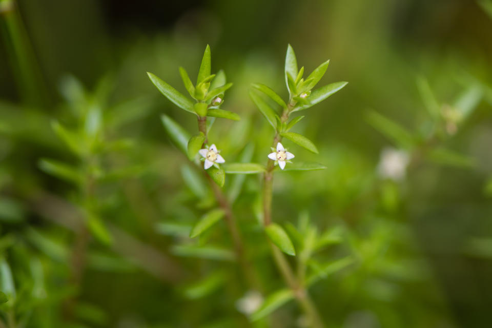 New Zealand pygmyweed. (Getty Images)