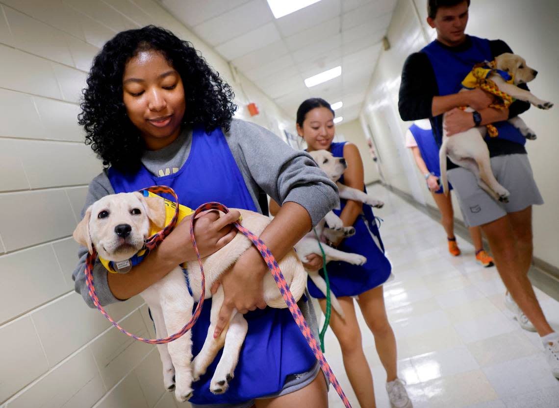 From left, Duke students Madeleine McLean, Karen Ru and Drew Temel carry puppies inside for a nap at the Duke Puppy Kindergarten on Thursday, Sept. 22, 2022, in Durham, N.C. The Duke Puppy Kindergarten studies how different rearing methods affect the traits of assistance dogs.