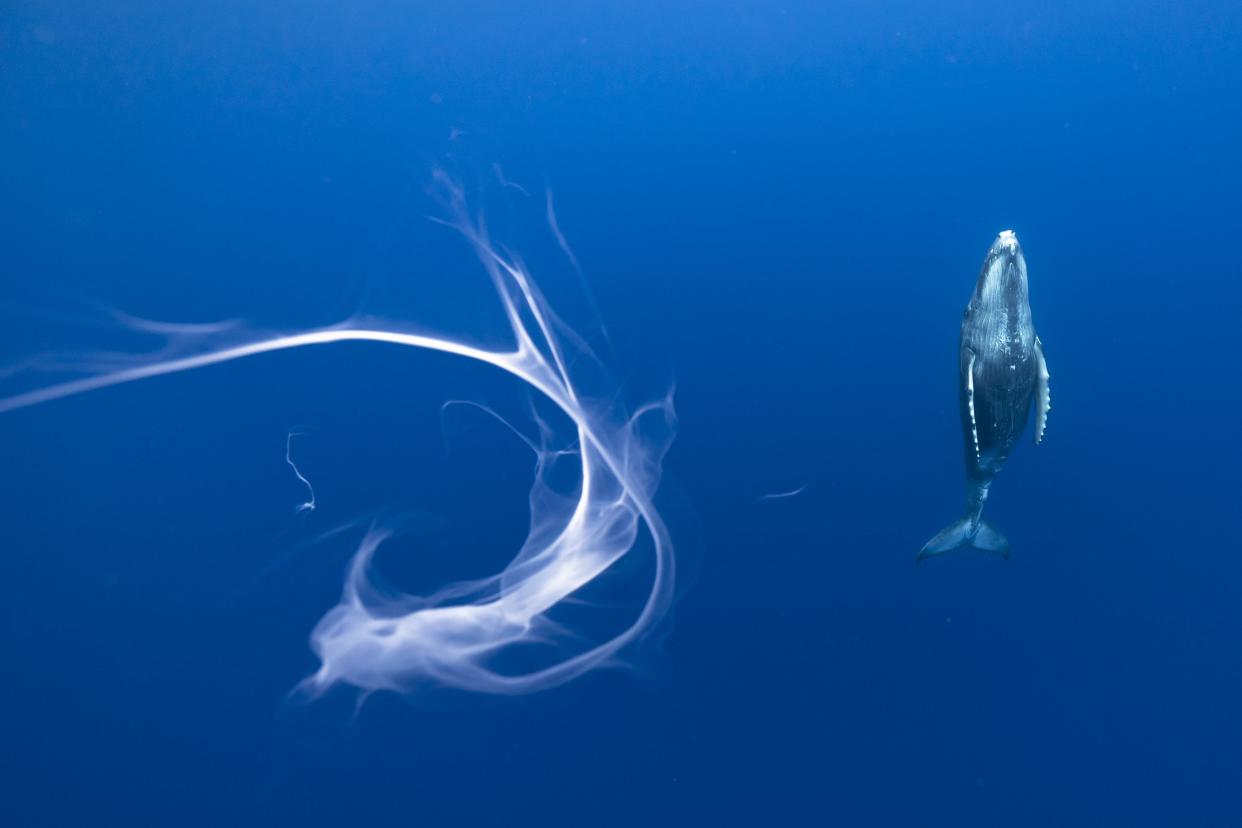 A humpback whale calf misses some of its mother's milk