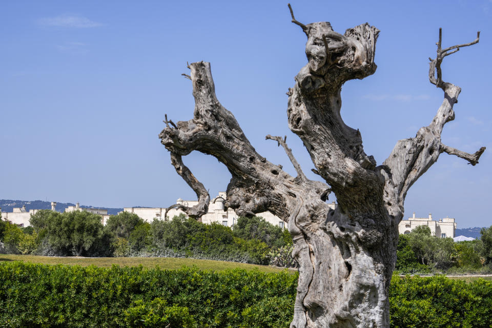 An olive tree is seen at Borgo Egnazia luxury complex prior to a G7 world leaders summit at Borgo Egnazia, Italy, Thursday, June 13, 2024. (AP Photo/Luca Bruno)