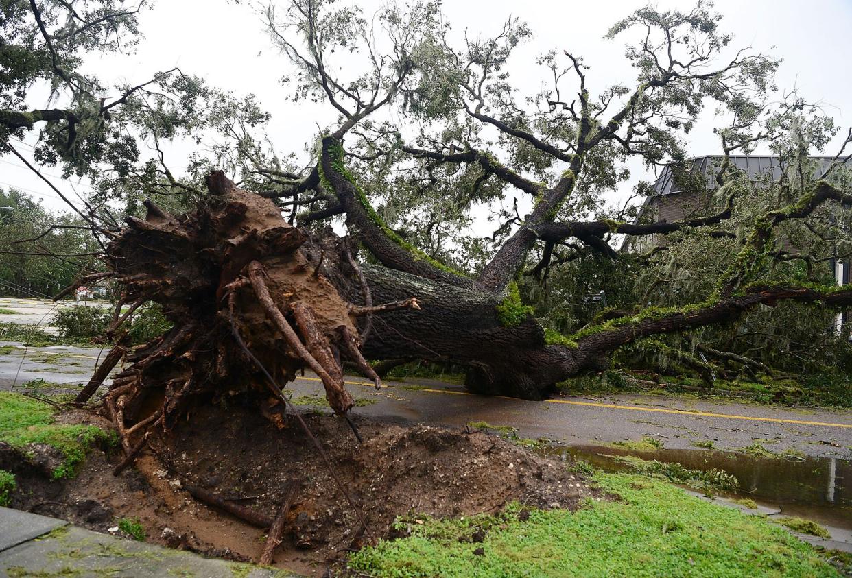 A downed tree blocks the road after being toppled by the winds and rain from Hurricane Ian on September 29, 2022 in Bartow, Florida. The hurricane brought high winds, storm surges and rain to the area causing severe damage.