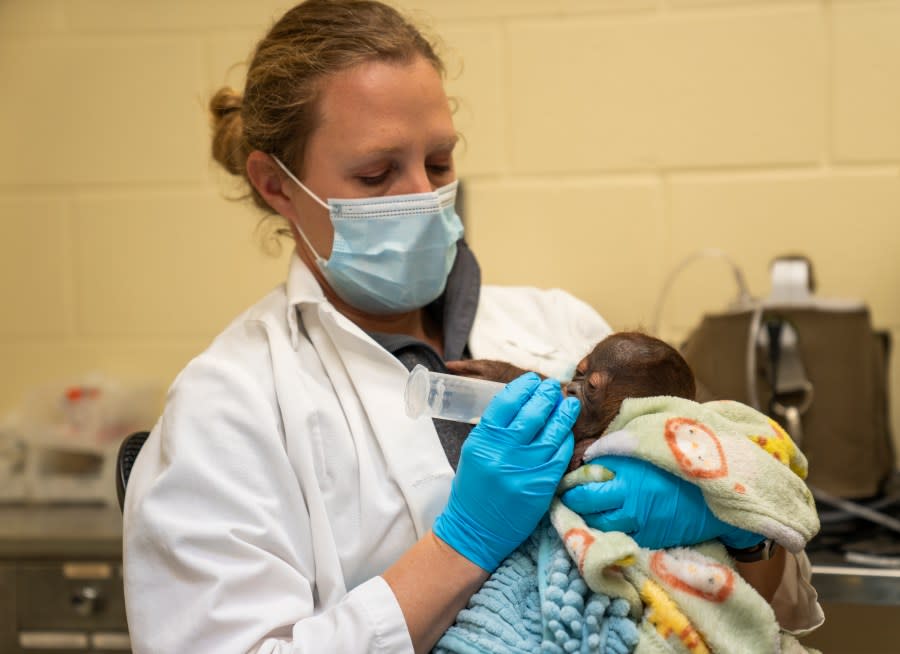 Luna the orangutan gives birth via C-Section (Busch Gardens Tampa Bay)