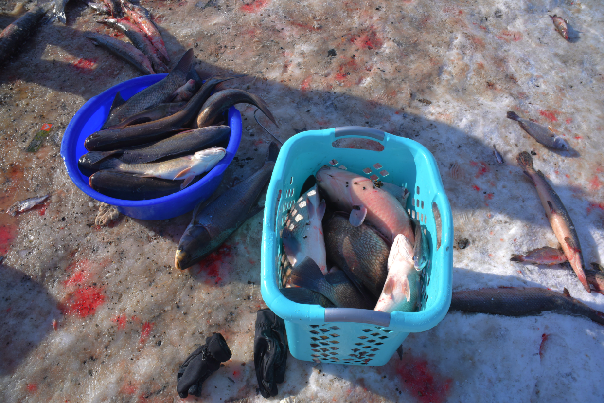 Opportunistic anglers brought bowls, buckets and baskets to carry the surplus of weakened fish caught in a fish kill this winter in South Dakota.