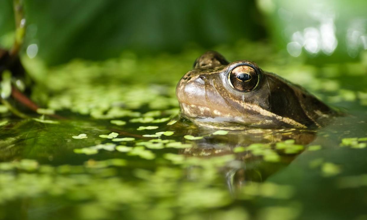 <span>Plant sellers have noticed increased demand for plants that support frogs, newts, dragonflies and damselflies.</span><span>Photograph: creativenaturemedia/Getty/iStockphoto</span>