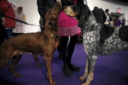 Evy, a Redbone Coonhound (L) and Junior, a Bluetick Coonhound (R) greet each other before being judged judged at the 2016 Westminster Kennel Club Dog Show. REUTERS/Mike Segar