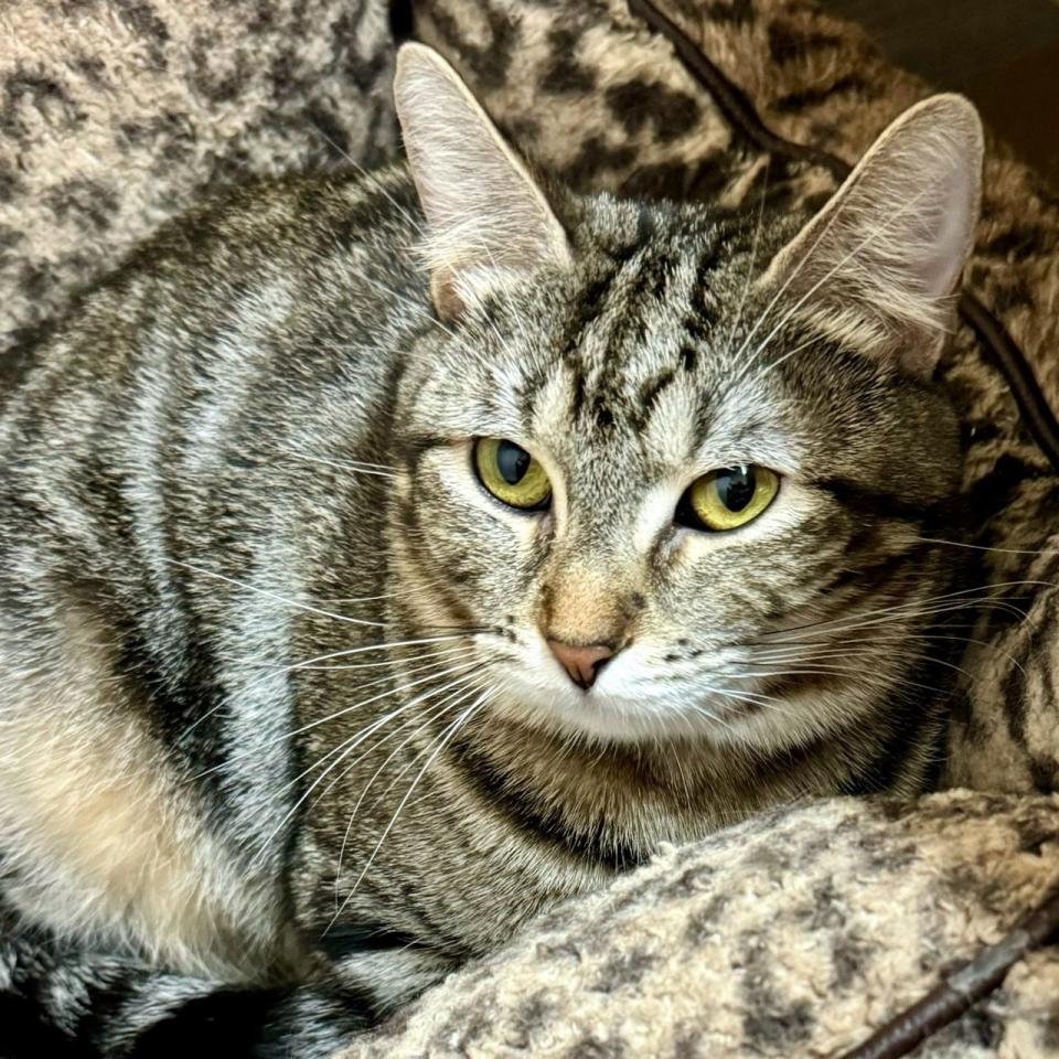 Alexstrasza is a sweet and shy cat who longs to find a gentle, loving family to take her home. She enjoys snuggling with other cats and even has a bff named Abigail who she loves napping with. Adopt them both for twice the purring pleasure.