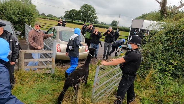 Geronimo being led away from Helen Macdonald's farm