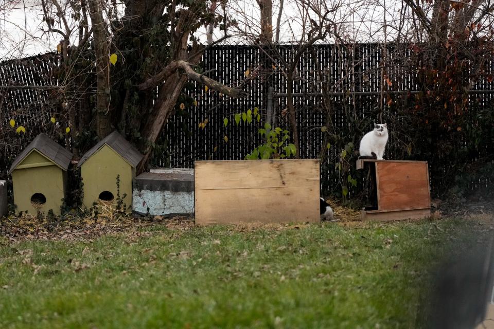 Cats gather near a known feeding and shelter area in Covington, Kentucky.