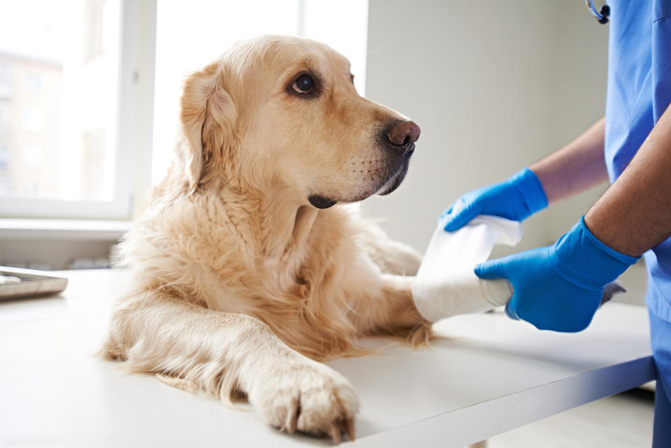 Wir erklären euch, worauf ihr beim Abschluss einer Hundekrankenversicherung achten solltet und stellen euch einige Anbieter vor. - Copyright: Getty Images / mediaphotos
