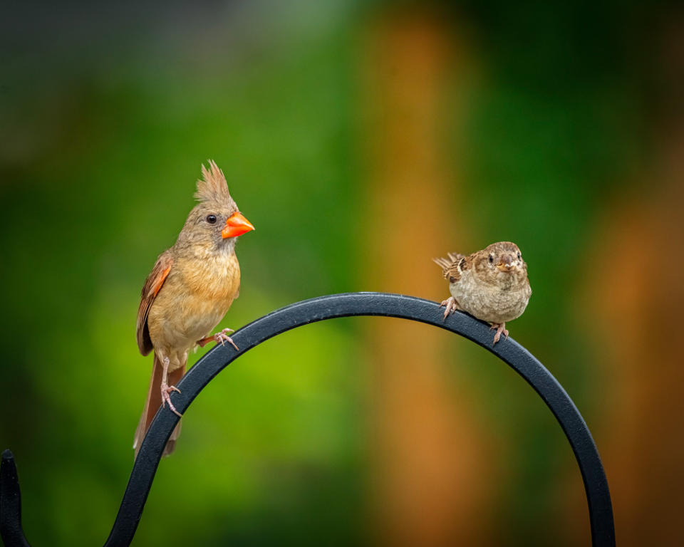 Two birds perched on a plant in San Antonio, Texas, where the study was carried out. (File photo: Getty)