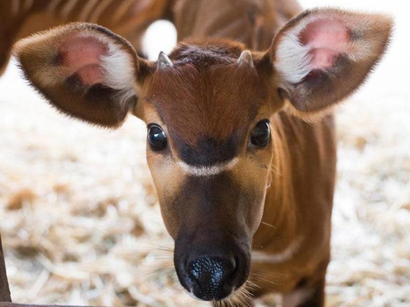 Antelope called Taylor Swift escapes from zoo enclosure