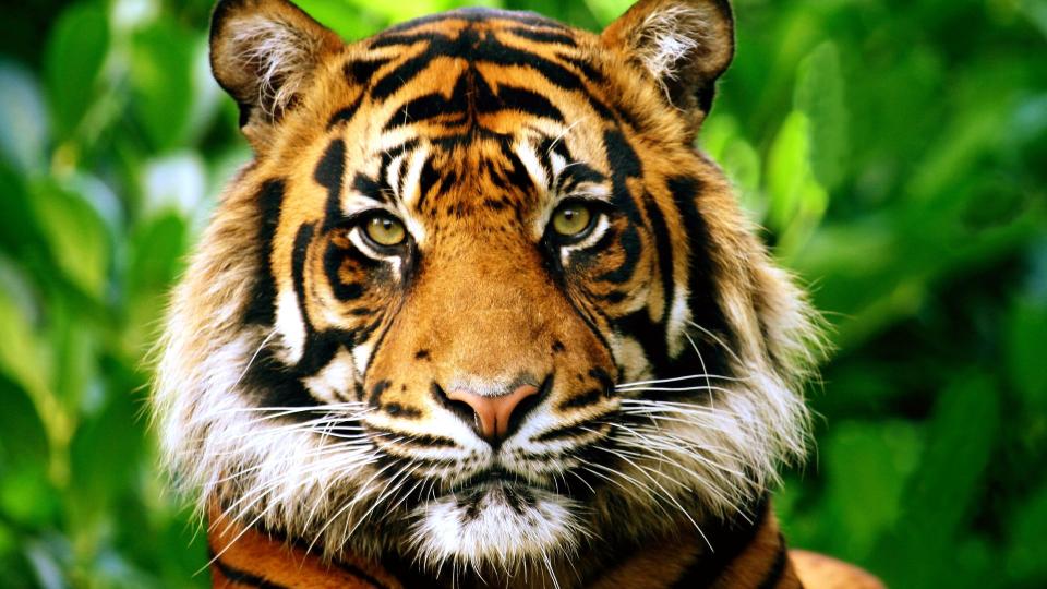 Most unusual pets - Tiger