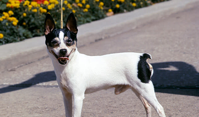 Toy Fox Terrier