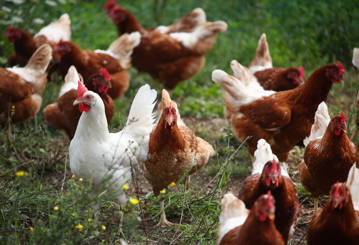 A shift towards free-range chickens (pictured) mean winter shortages of eggs are more likely.