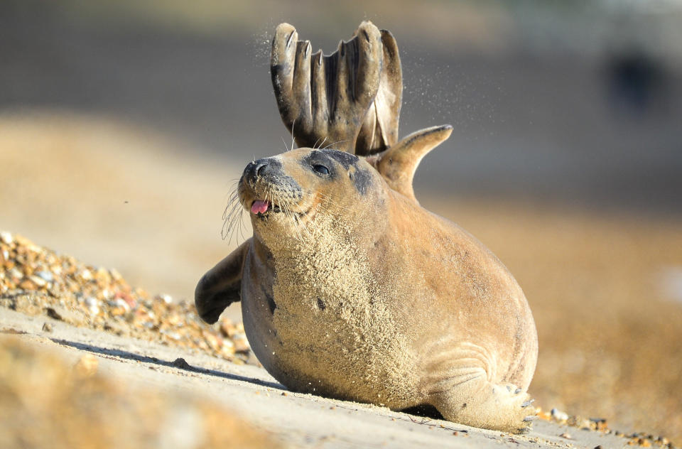 (Photo: Finnbarr Webster via Getty Images)