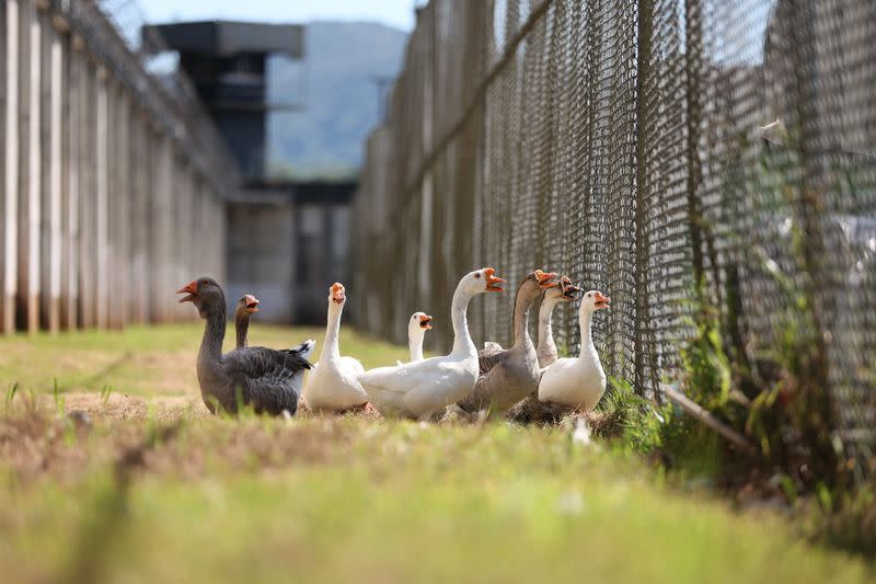 In a Florianapolis prison, a group of geese alerts the surveillance team if an inmate attempts to escape