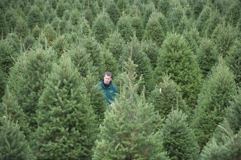 Exley's Christmas Tree Farm's co-owner Chris Exley walks the grounds of his Deptford farm. Local  growers face new competition now that Amazon is selling full-cut Christmas trees.