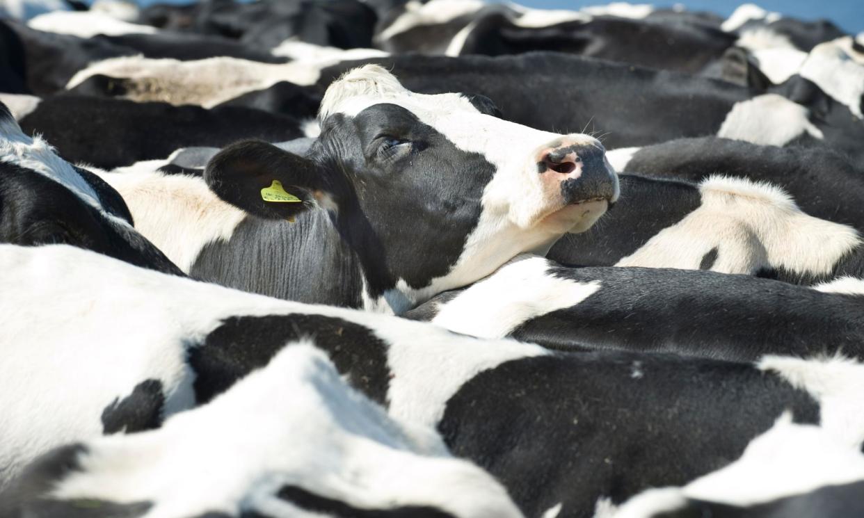 <span>The European Commission-report called for a major rethink of farming subsidies.</span><span>Photograph: Roger Bamber/Alamy</span>