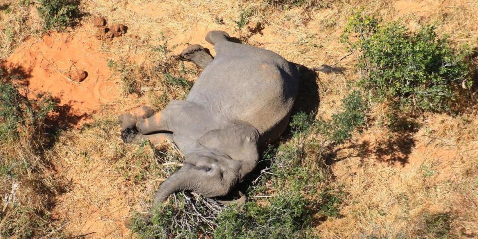 Botswana elephant deaths