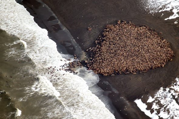 Over 35,000 walrus flock to beach in Alaska as sea ice melts