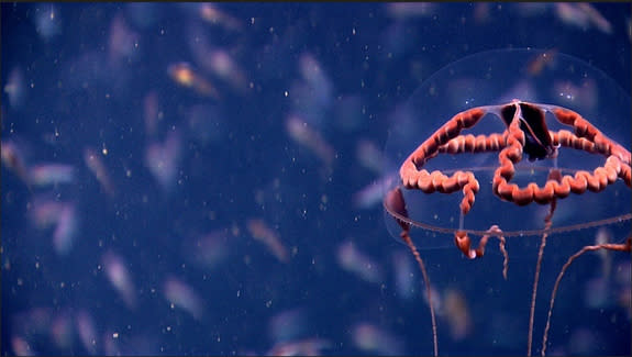 A bioluminescent hydromedusa jellyfish seen in Washington Canyon.