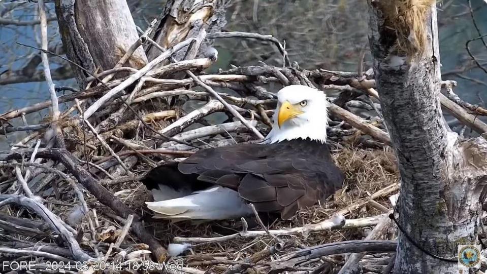 Bald eagle dad Guardian incubates two eggs on March 20 after giving Liberty a break from the nest.