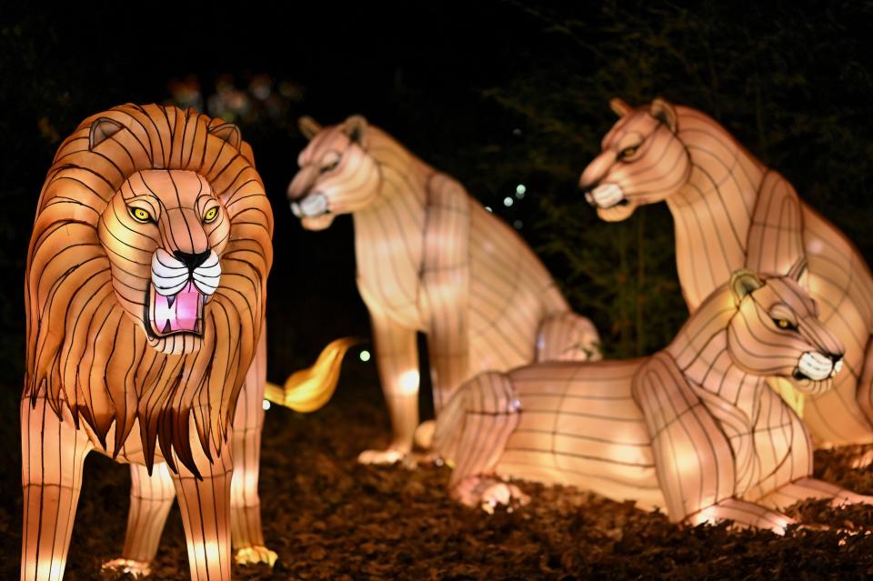 Lion animal lanterns at the Bronx Zoo's Holiday Lights 2019.