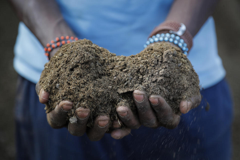 A farmer holds livestock manure that he will use to fertilize crops, due to the increased cost of fertilizer that he says he now can't afford to purchase, in Kiambu, near Nairobi, in Kenya Thursday, March 31, 2022. (AP Photo/Brian Inganga)