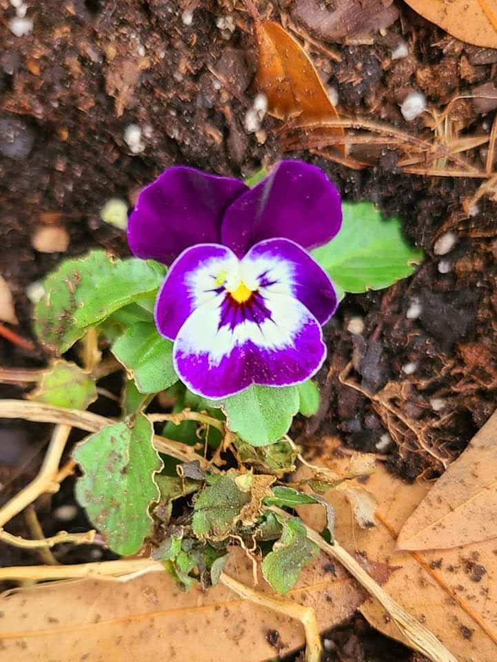 Short-lived perennials including pansy are currently flowering in central Ohio.