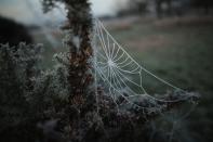 LONDON, ENGLAND - DECEMBER 12: The early morning frost clings to a cobweb in Regents Park on December 12, 2012 in London, England. Forecasters have warned that the UK could experience the coldest day of the year so far today, with temperatures dropping as low as -14C, bringing widespread ice, harsh frosts and freezing fog. Travel disruption is expected with warnings for heavy snow in some parts of the country. (Photo by Dan Kitwood/Getty Images)