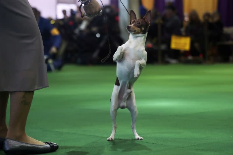 Un fox terrier juega durante el concurso del 143º Westminster Kennel Club Dog Show celebrado en Nueva York el 11 de febrero de 2019 (Foto: Shannon Stapleton / Reuters).