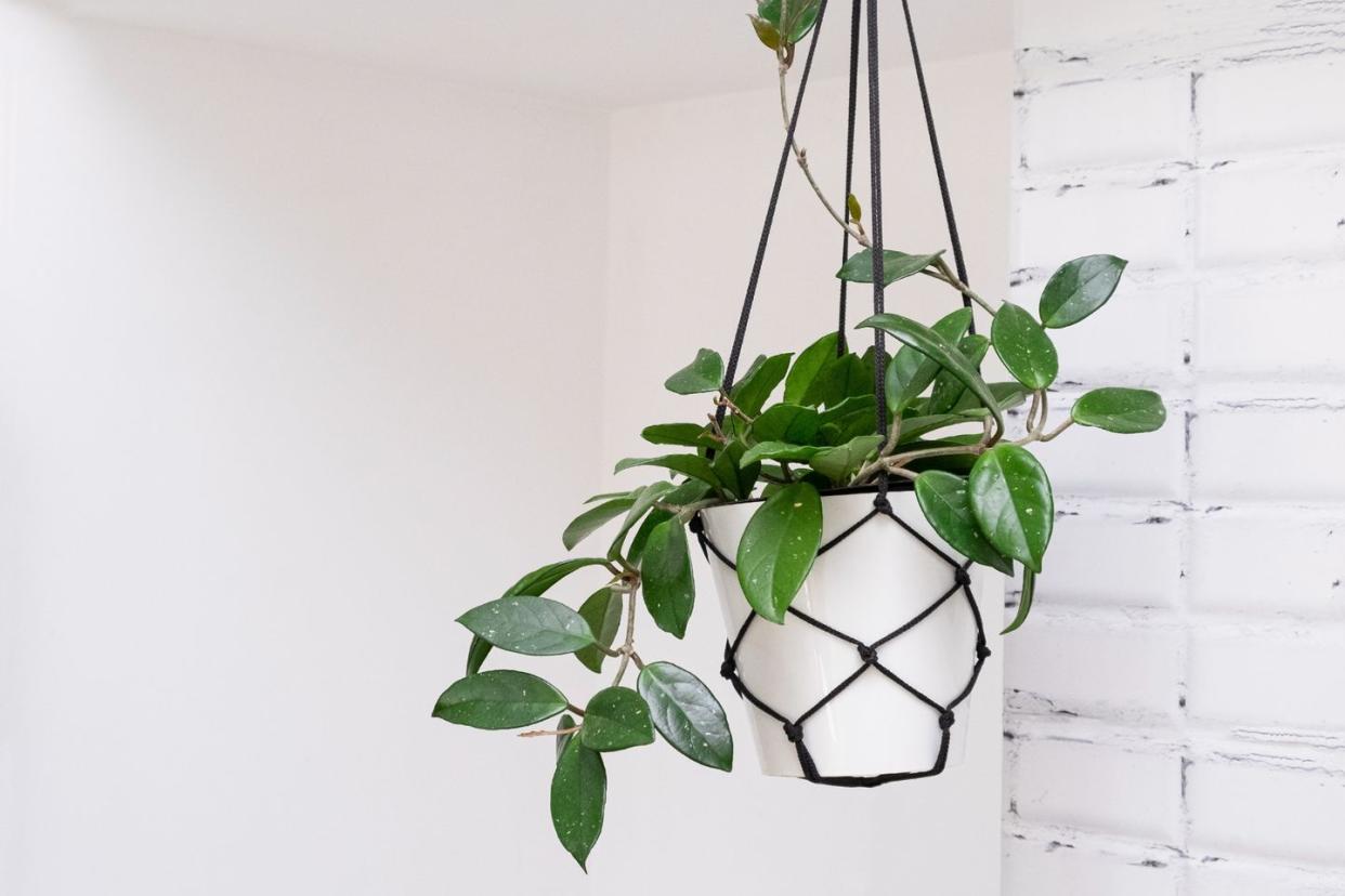 indoor hanging plants hoya carnosa