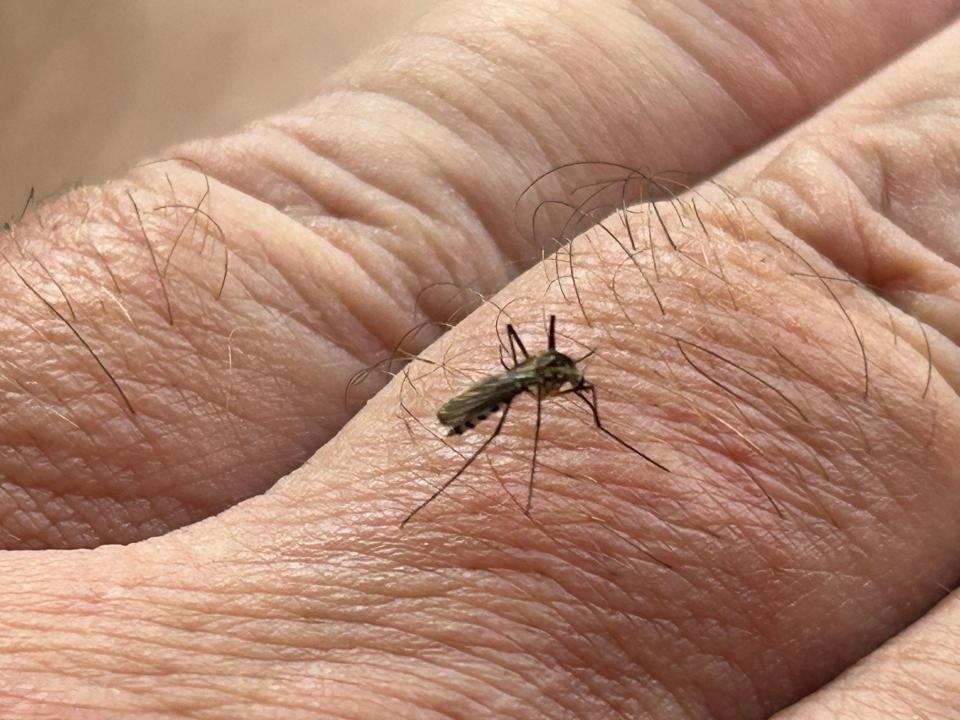 A mosquito goes for a meal in New Jersey in July.