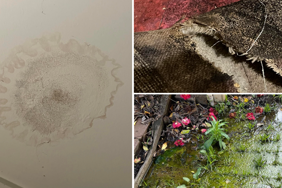 Mould pictured on the roof and infested in the carpet of the Victorian house.