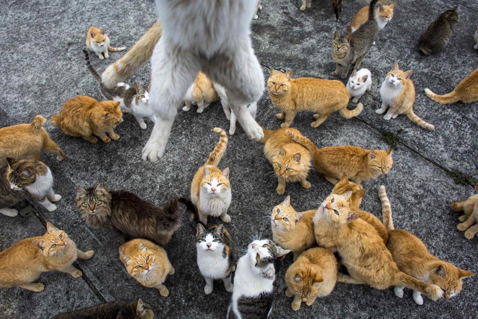 A cat leaps at the photographer to snatch his lunch snack on Aoshima Island. (REUTERS/Thomas Peter)