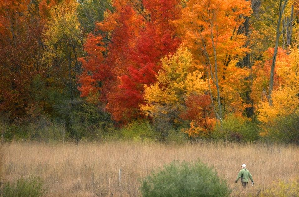 A lone hiker moves through the fall colors of Gordon Bubolz Nature Preserve in Grand Chute.