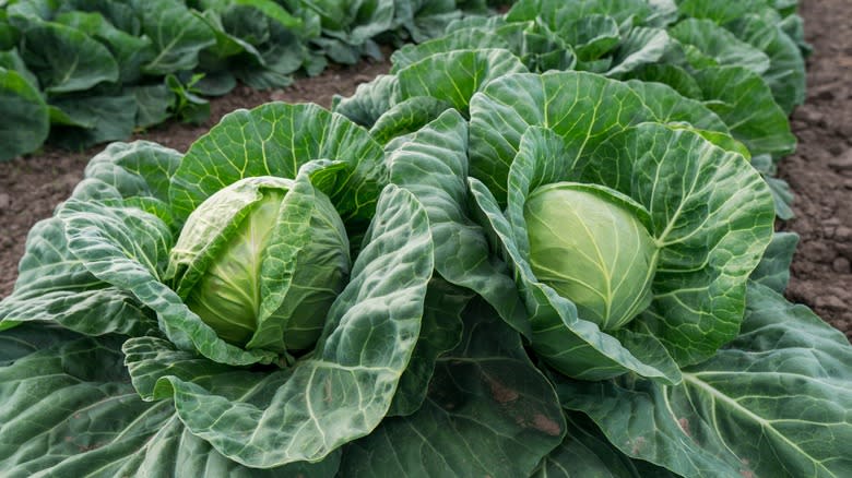 Cabbage growing in field